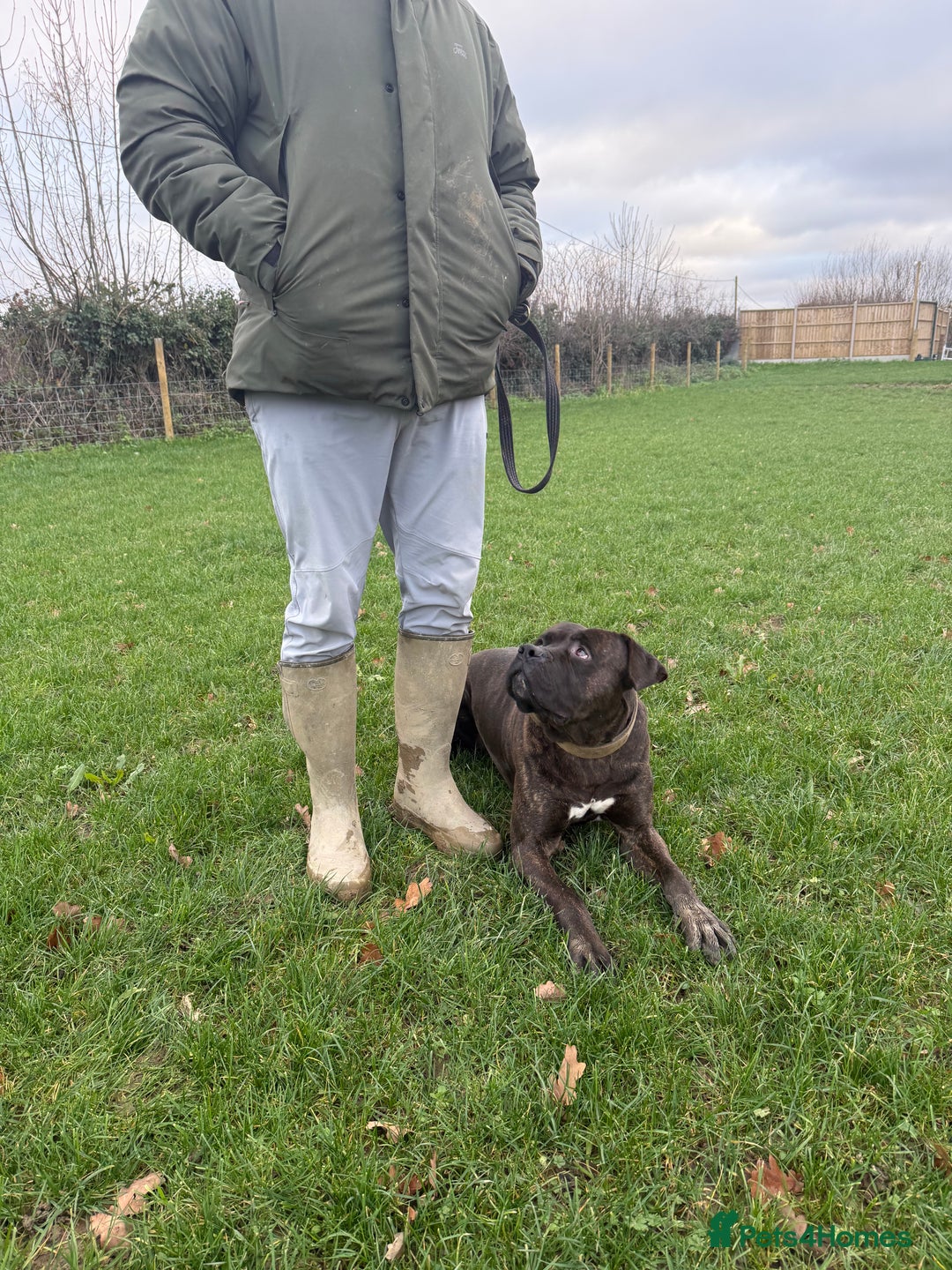 Cane Corso dogs for sale: Italian Working Cane Corso - Advert 2