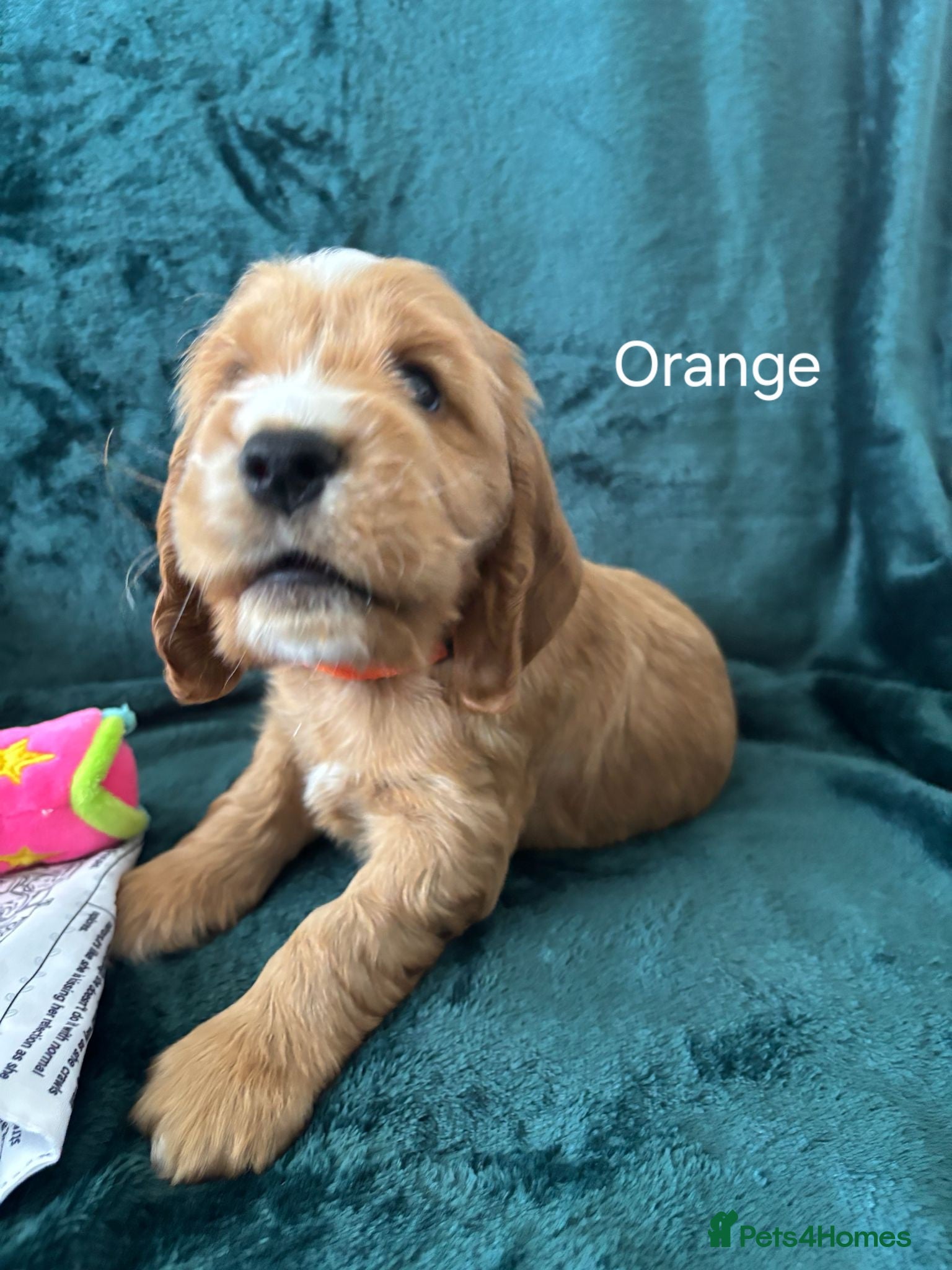 Cocker Spaniel Puppy 2