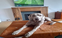 Weimaraner dogs for stud: GHOST Silver Weimeraner 3years Full Ped & Papers  - Image 3