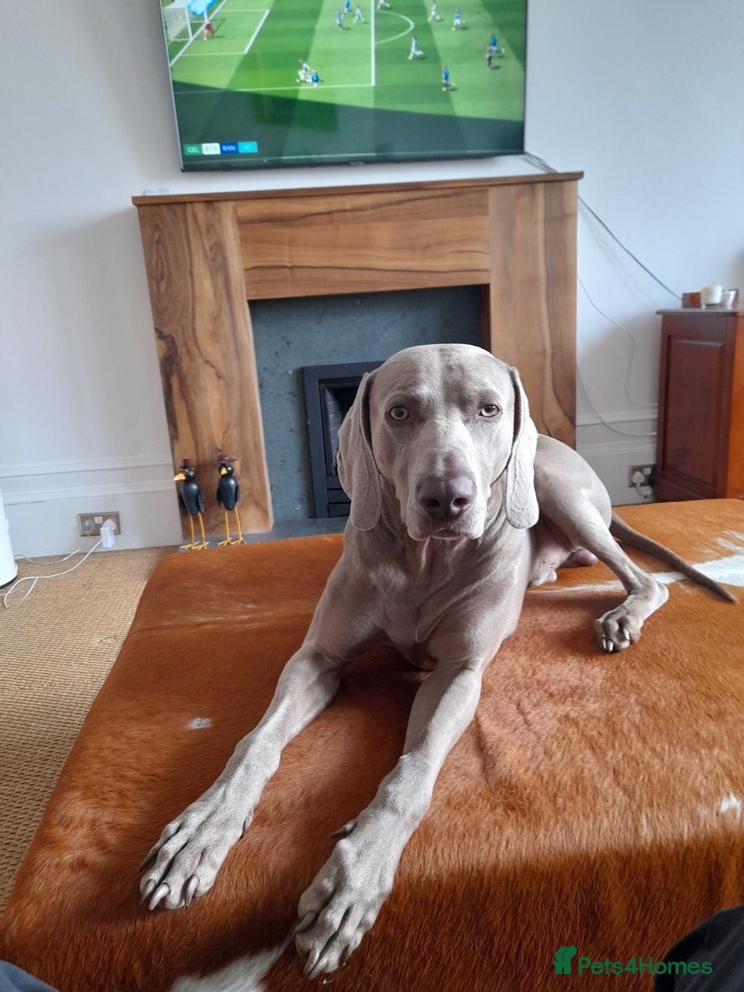 Weimaraner dogs for stud: GHOST Silver Weimeraner 3years Full Ped & Papers  - Image 3