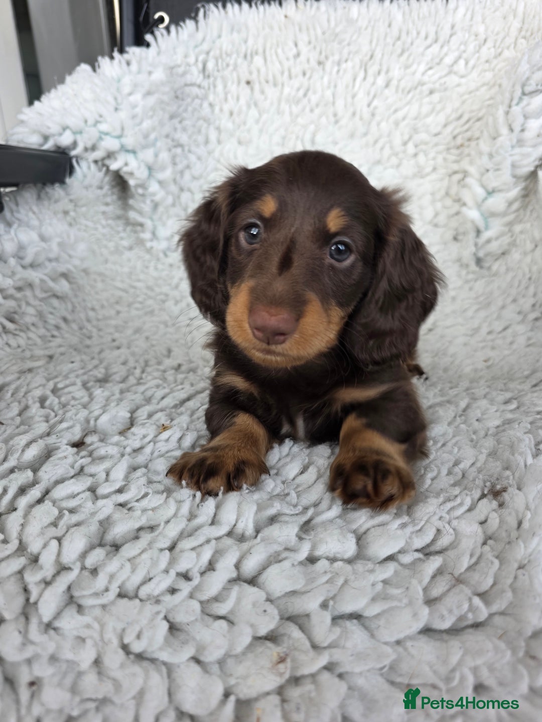 Miniature Dachshund dogs for sale: Stunning miniature longhaired Dachshund pups - Advert 3