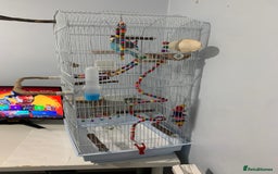 Budgerigars birds for sale: Budgie for rehoming with cage - Image 4