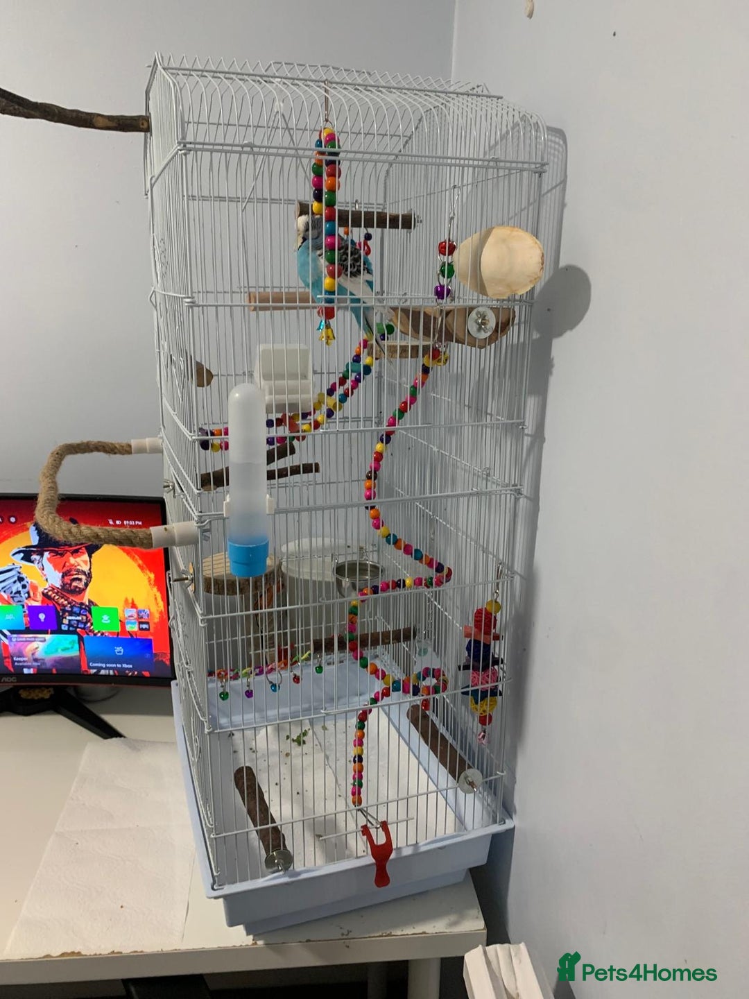 Budgerigars birds for sale: Budgie for rehoming with cage - Image 4