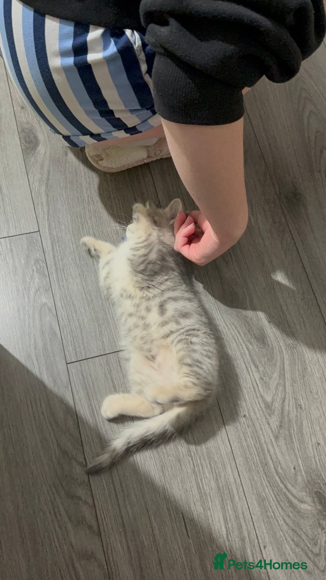 British Shorthair cats for sale: BSH Kitten Bean - Image 21