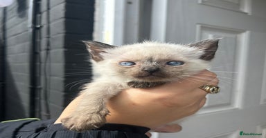 Ragdoll cats - Advert 3
