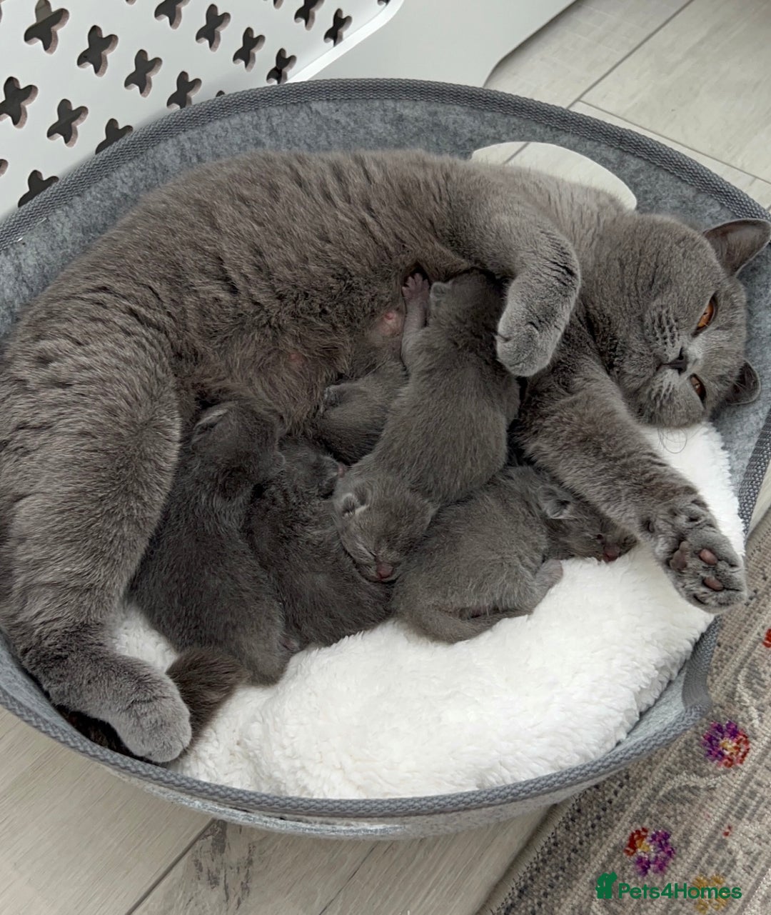 British Shorthair cats for stud:  British Shorthair Stud Services - Meet Dext  - Advert 4