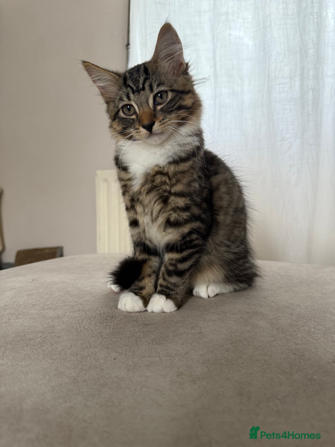 Mixed Breed cats for sale: 1 BEAUTIFUL KITTEN LEFT - 1 BOY! - Image 29