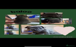French Bulldog dogs for sale: 2 beautiful litters of French bulldog puppies - Image 11