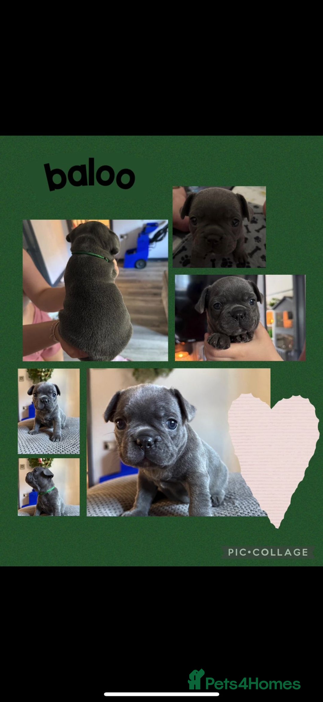 French Bulldog dogs for sale: 2 beautiful litters of French bulldog puppies - Image 11
