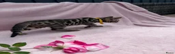 Bengal cats for sale: 🐆✨Outstanding TICA Registered Bengal cubs  ✨🐆 - Advert 23