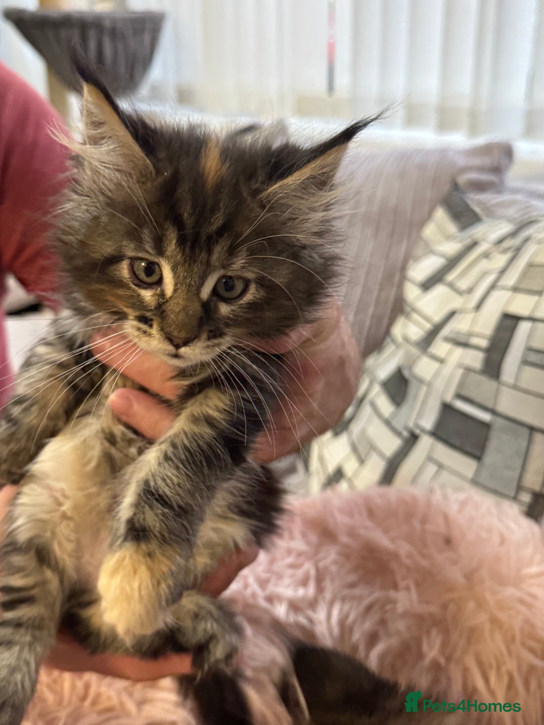 Maine Coon cats for sale: Adorable pedigree Maine coon kittens - Advert 38