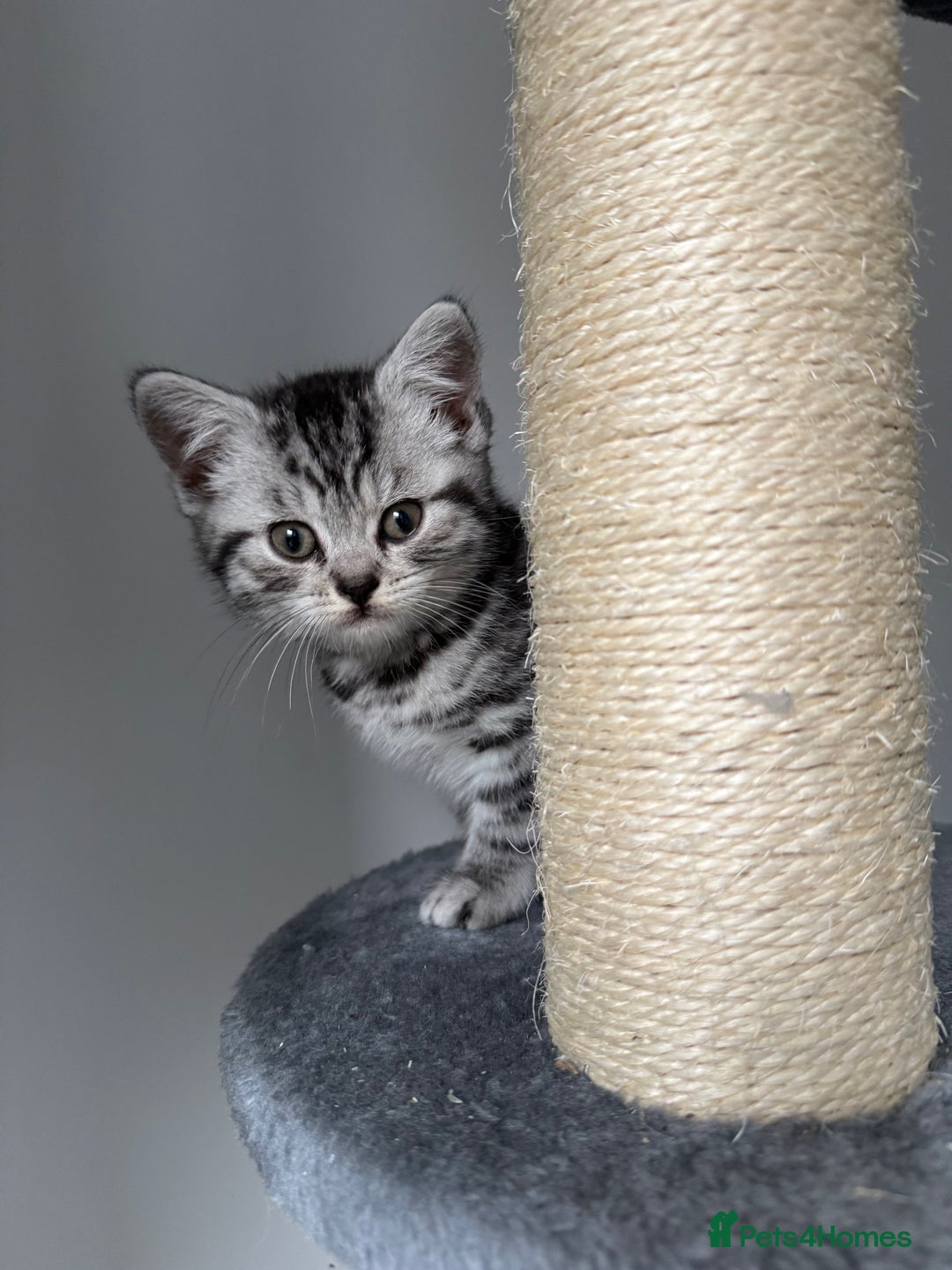 British Shorthair cats for sale: GCCF REGISTERED SILVER TABBY & SPOTTED BSH KITTENS - Advert 3