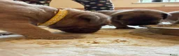 Cane Corso dogs for sale: Stunning Cane Corso puppies - only litter from mum - Advert 18