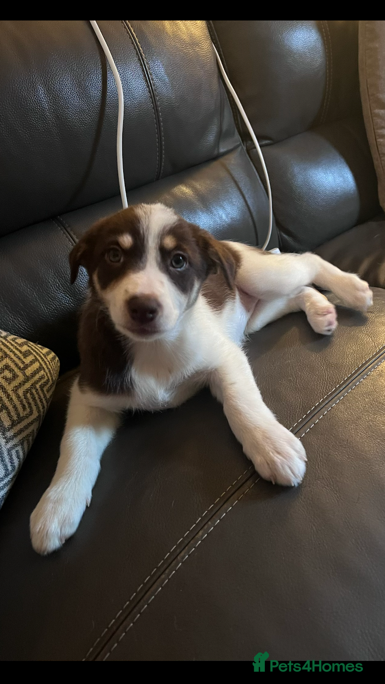 Mixed Breed dogs  Stunning Sprollie puppies available This Saturday - Advert 2