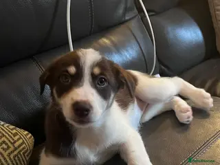 Mixed Breed dogs Stunning Sprollie puppies available This Saturday - Advert 2