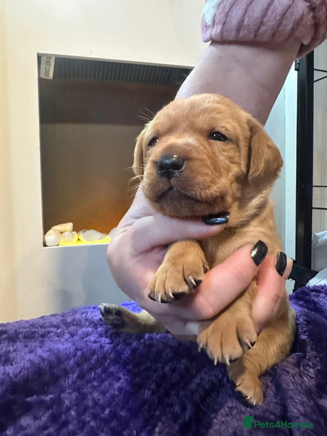 Labrador Retriever dogs for sale: Beautiful Labrador Pup - Advert 23