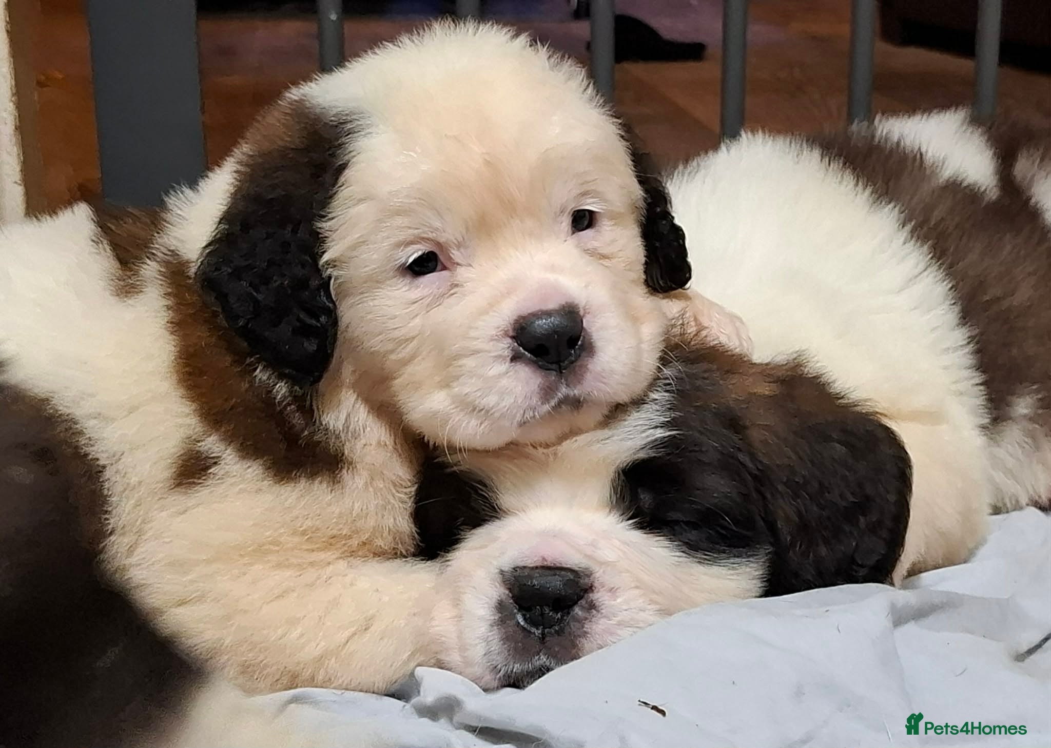 Saint Bernard dogs Stunning Saint Bernard Puppies - Advert 11