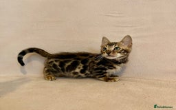 Bengal cats for sale: 🐾 Purebred BENGAL kittens🐾 - Image 16