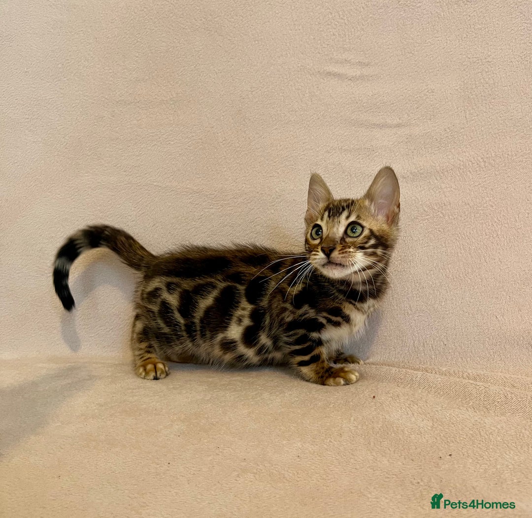 Bengal cats for sale: 🐾 Purebred BENGAL kittens🐾 - Image 16