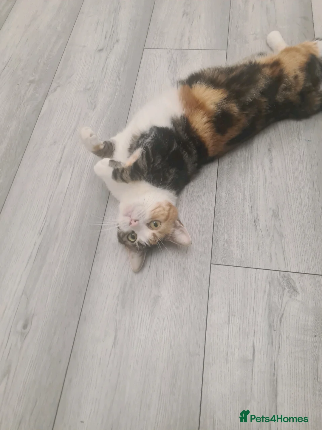 Mixed Breed cats for sale: 3 beautiful kittens  in Liverpool - Advert 3
