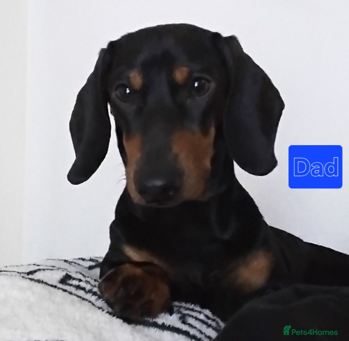 Dachshund dogs Silver dapple,black n tan ,chocolate tan - Advert 2