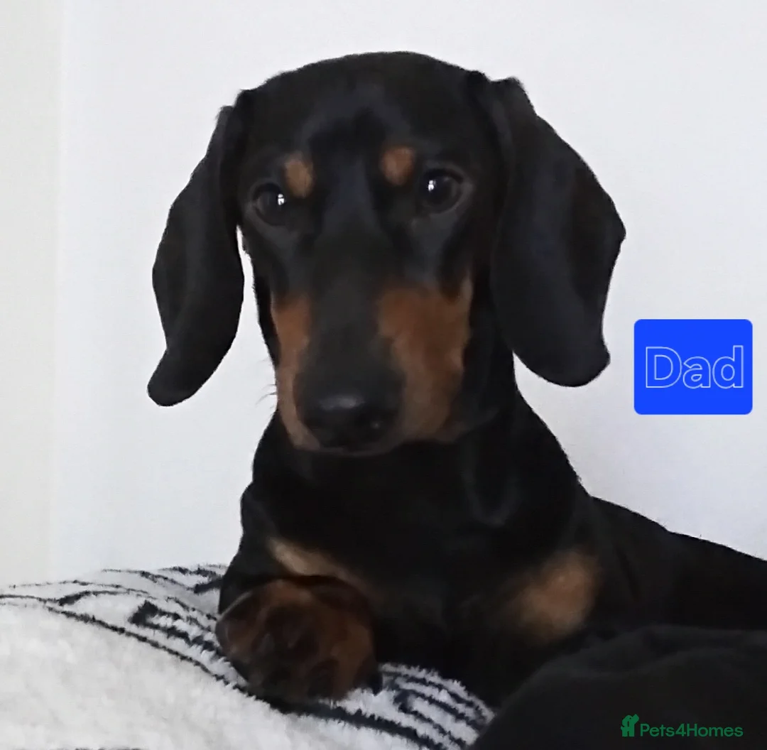 Dachshund dogs for sale: Silver dapple,black n tan ,chocolate tan - Advert 2