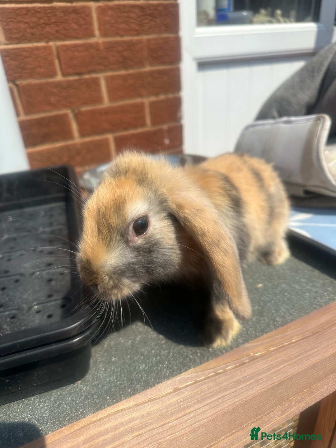 Mini Lop rabbits for sale: Mini lop babies  - Image 3