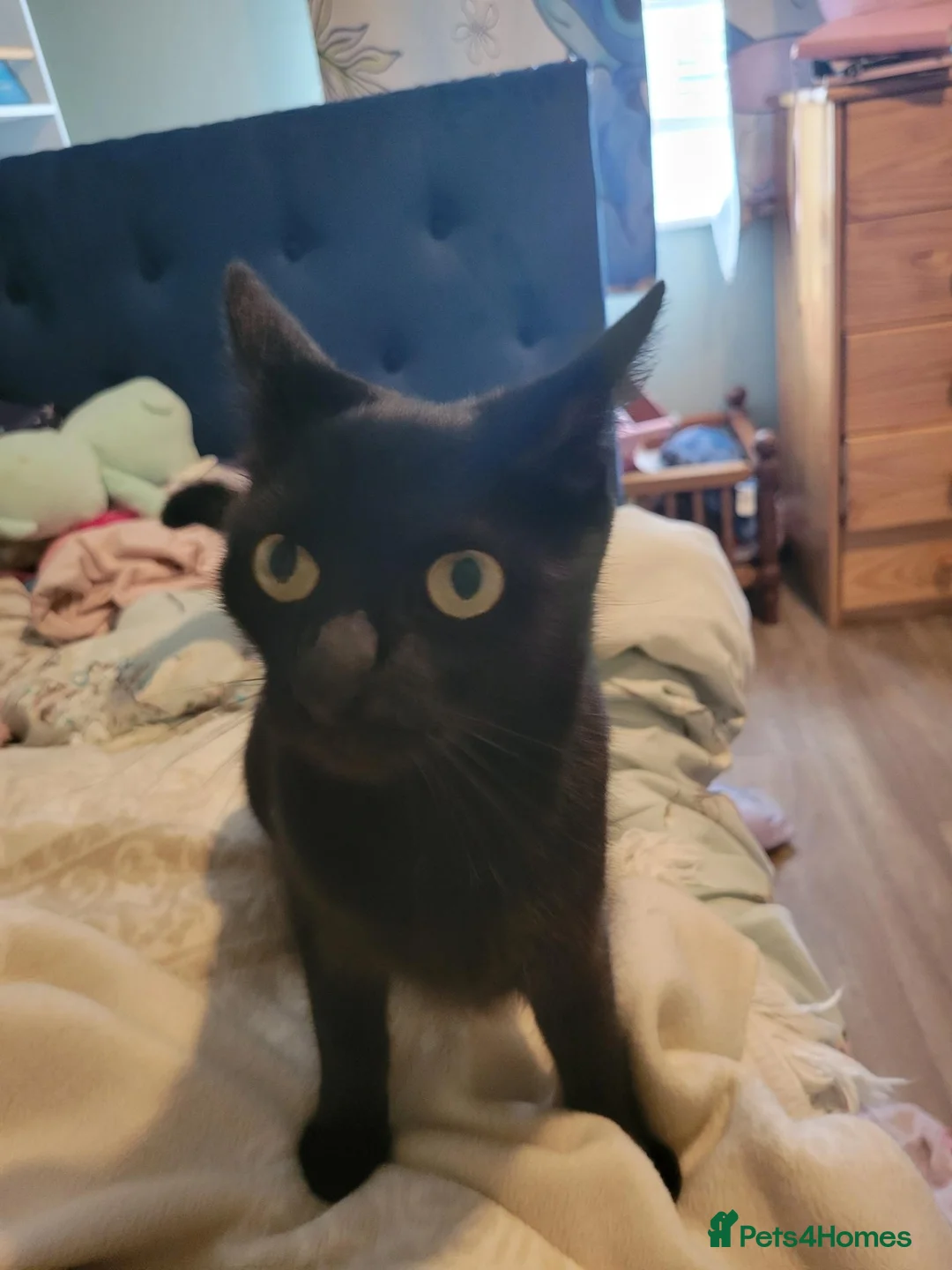 Mixed Breed cats for sale: Black kittens looking for there new home  - Advert 1