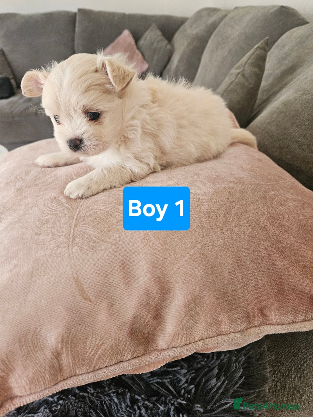 Maltipoo dogs for sale: F1 dna tested maltipoos - Image 3