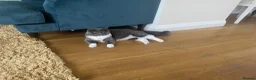 Ragdoll cats for sale: 9 month old ragdoll for good home in Taunton - Advert 2