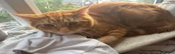 British Shorthair cats for sale: eddie james - Advert 3