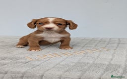 Cocker Spaniel dogs for sale: Adorable Working Cocker Puppies - Image 7