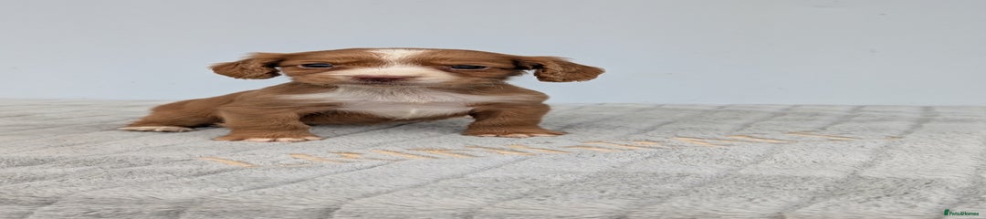 Cocker Spaniel Puppy 7