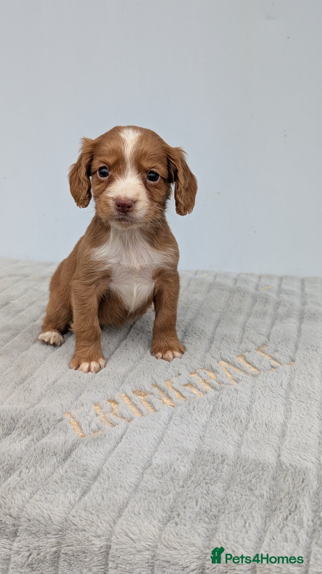 Cocker Spaniel dogs for sale: Adorable Working Cocker Puppies - Image 7