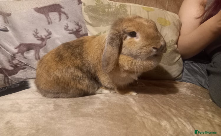 Mini Lop rabbits - Advert 1