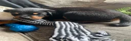 Rottweiler dogs for sale: Rottweiler Puppies - Advert 35