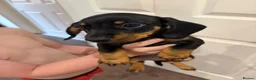 Dachshund dogs for sale: Male Dachshund puppy - Advert 10