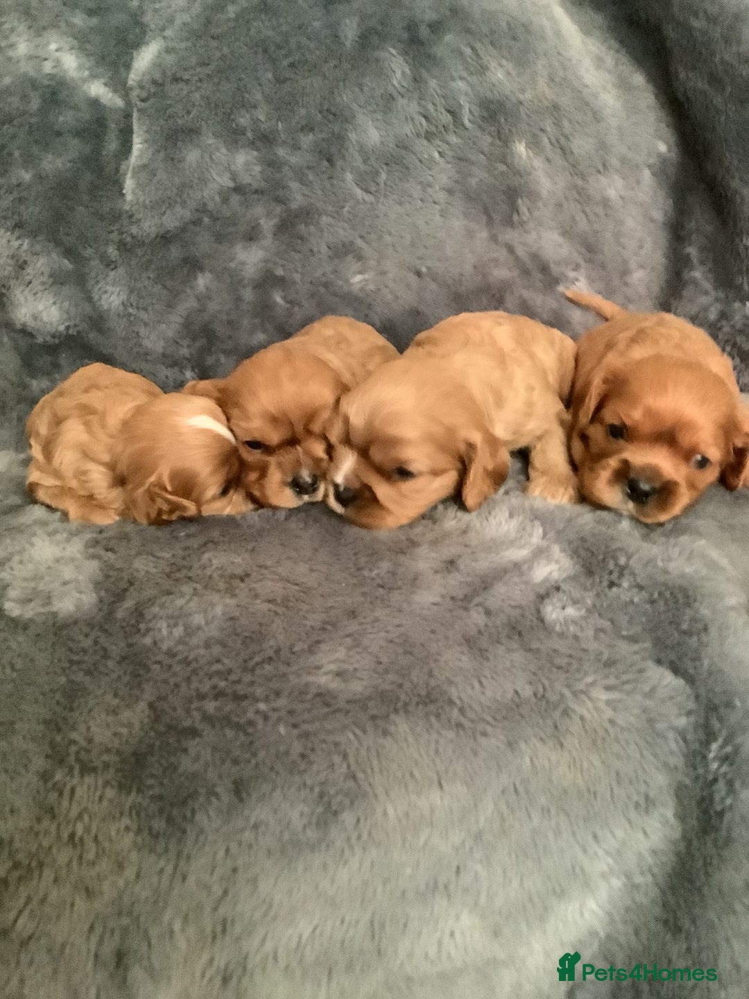 Cavalier King Charles Spaniel dogs for stud: PROVEN Heart and eye tested DE/CC/EF cavalier stud in Swansea - Advert 9