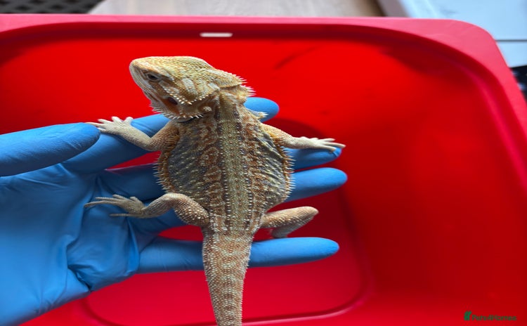 Bearded Dragon reptiles - Advert 9