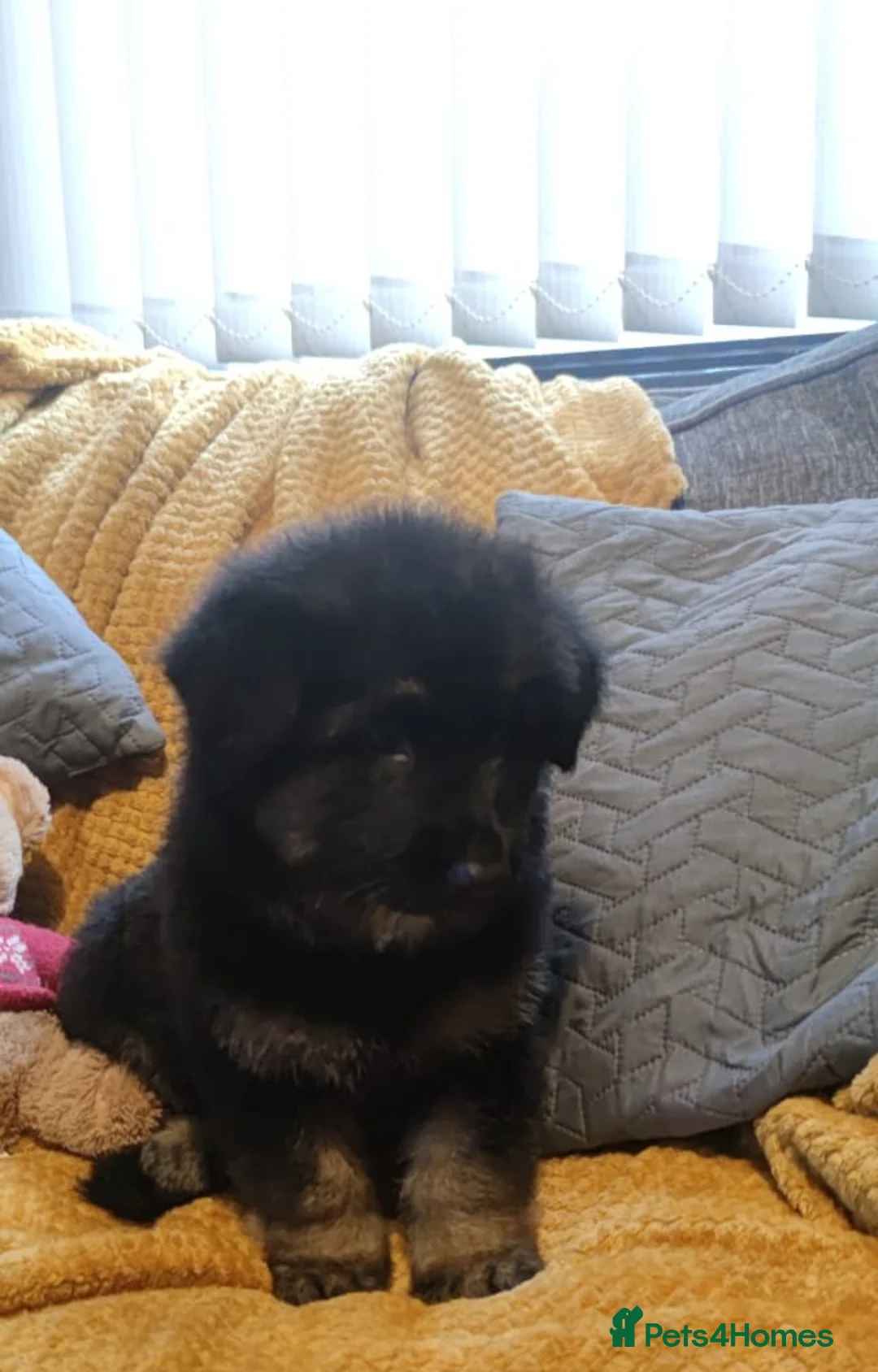 German Shepherd dogs for sale: Kc registered German shepherd puppies - Advert 16