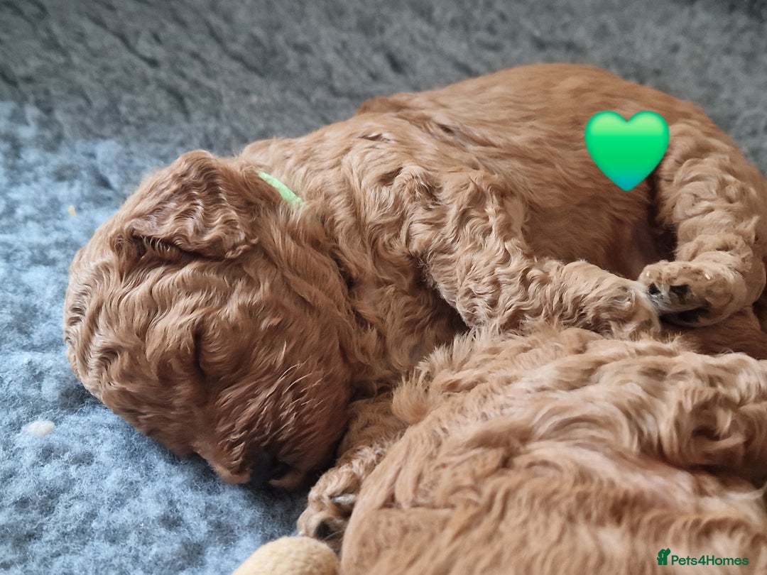 Cavapoochon dogs for sale: F1b Cavapoochon Puppies – 3 Boys Ready to Reserve - Image 16