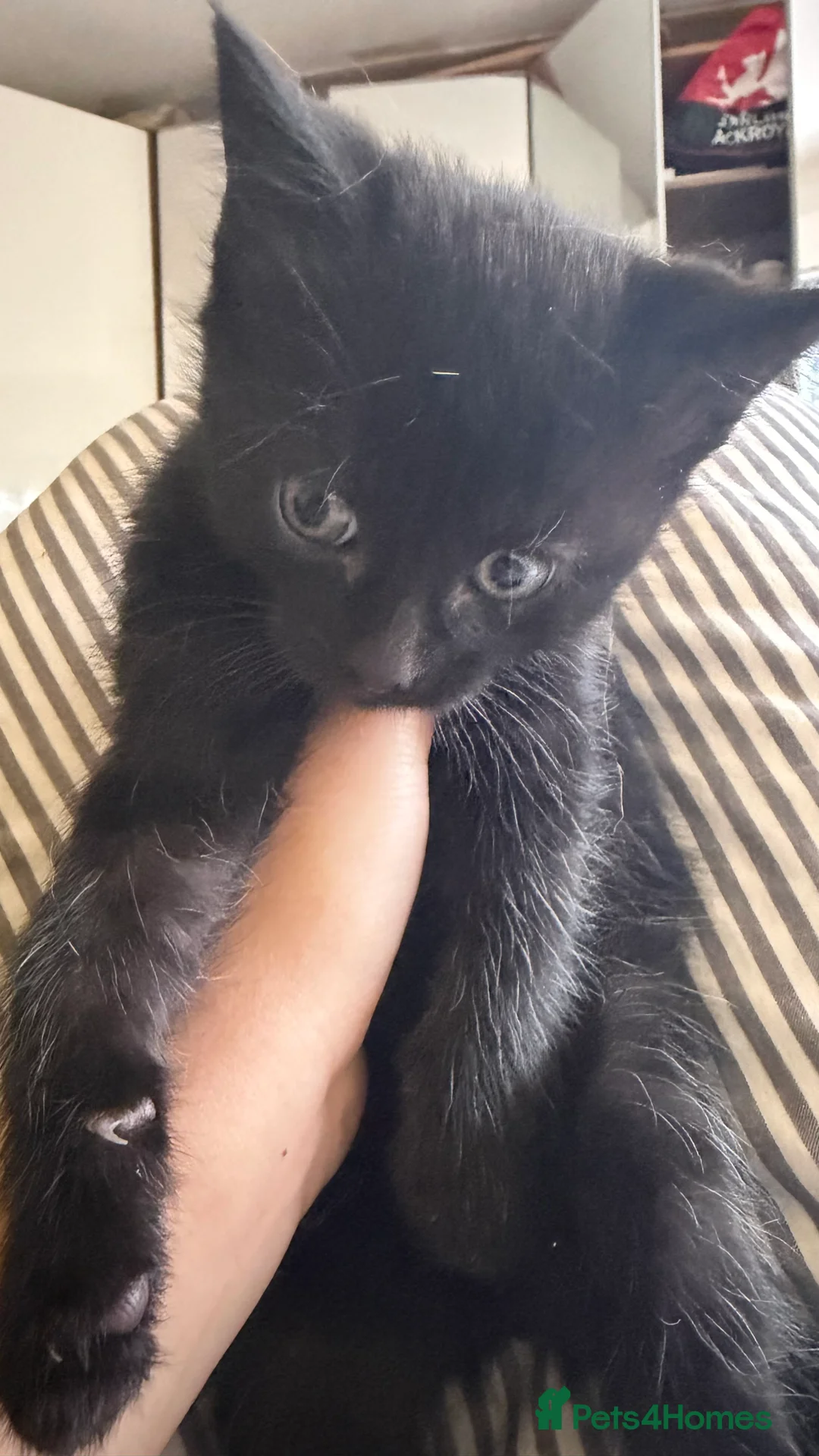 Mixed Breed cats for sale: 2 black male kittens for sale  in London - Advert 7