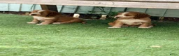 Cocker Spaniel dogs for sale: Gorgeous Cocker Spaniel Puppies  - Advert 8