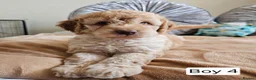 Cavapoo dogs for sale: Outstanding Cavapoo Puppies  - Advert 3