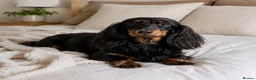 Miniature Dachshund dogs for sale: KC Miniature Dachshund  - Advert 1