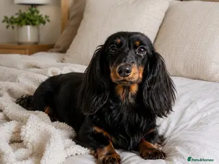 Miniature Dachshund dogs KC Miniature Dachshund - Advert 1