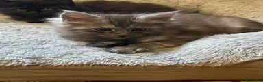 Maine Coon 2