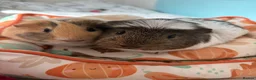 Guinea Pig rodents for sale: female guinea pig pairs - Advert 8