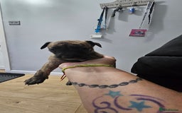 Whippet dogs for sale: Whippet puppies  - Image 8