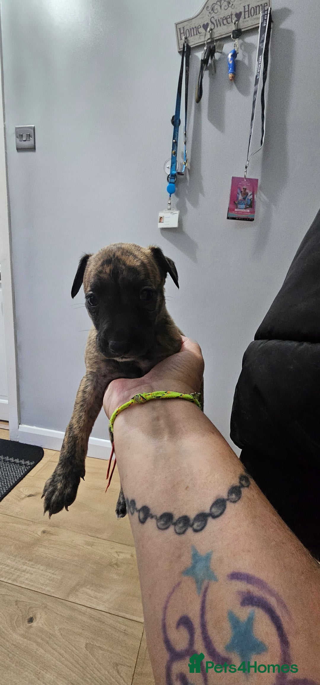 Whippet dogs for sale: Whippet puppies  - Image 8